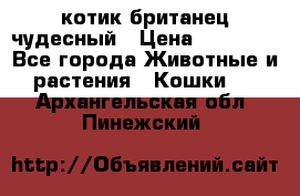 котик британец чудесный › Цена ­ 12 000 - Все города Животные и растения » Кошки   . Архангельская обл.,Пинежский 